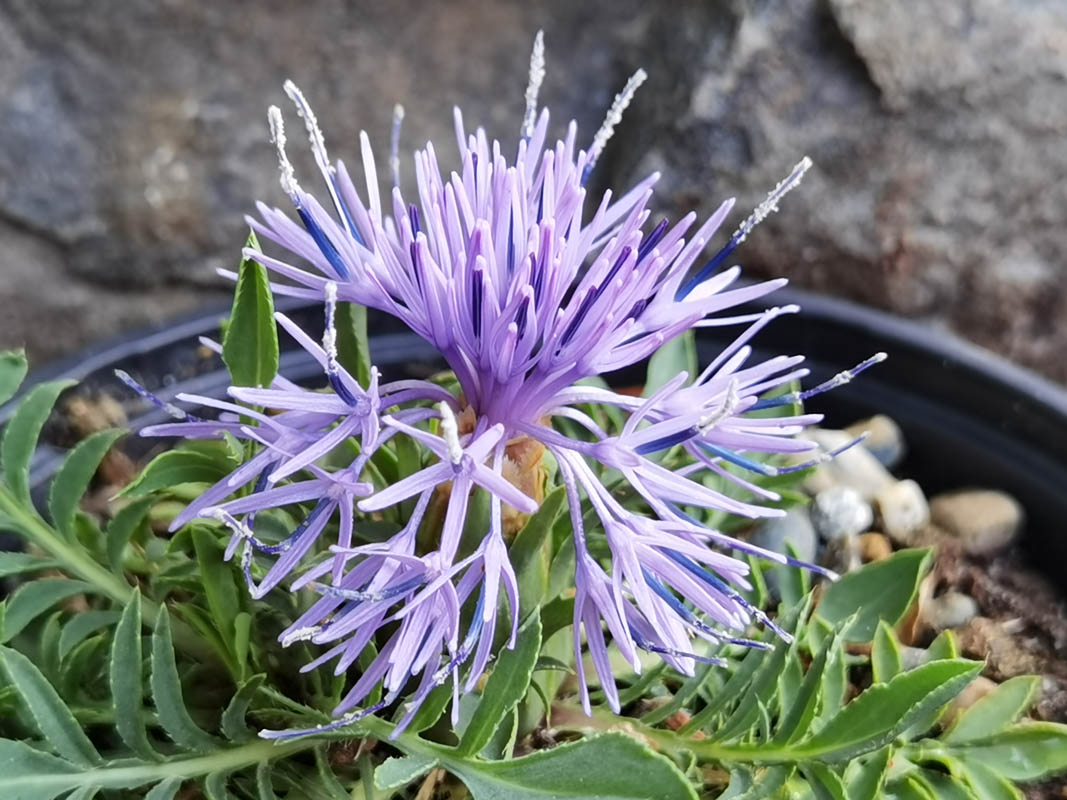 Carduncellus mitissimus 3